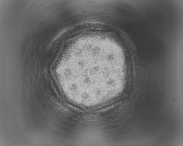 X0000076100823200610202133