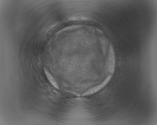 X0000076100966200610202131