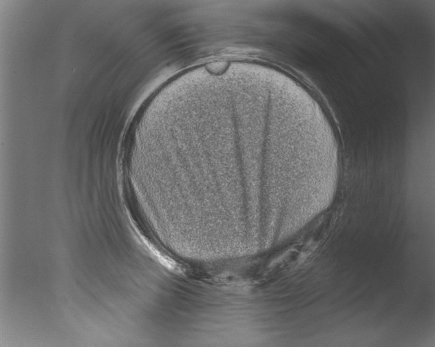 X0000076101235200610202127