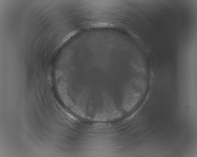 X0000076101305200610202125