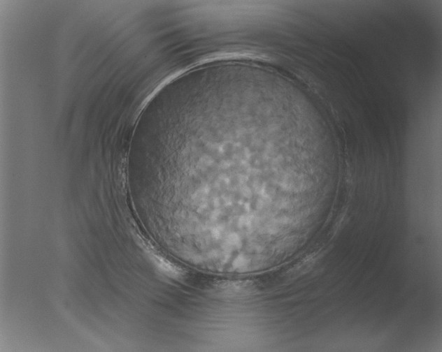 X0000076101369200610202124