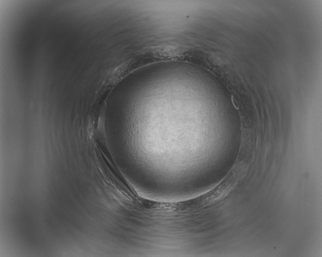 X0000076220960200610051106