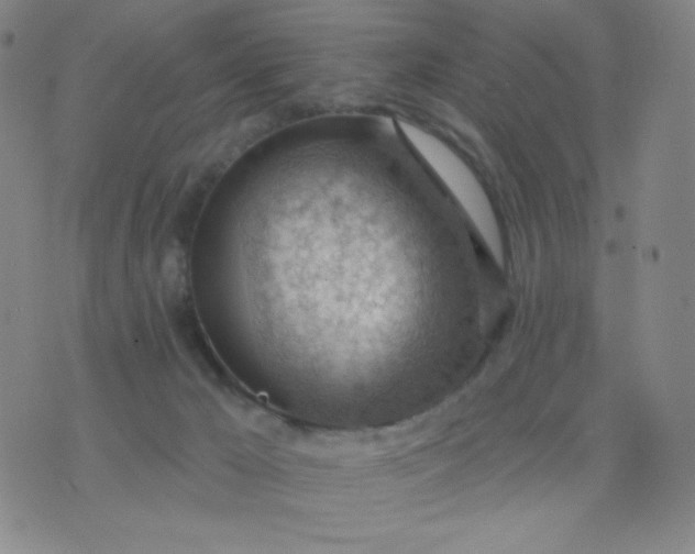 X0000076220029200610122101