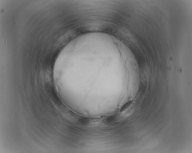 X0000076220175200610122059