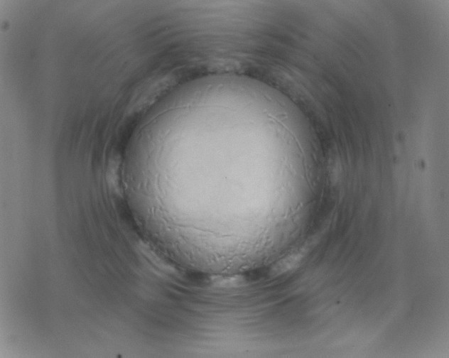 X0000076220185200610122059