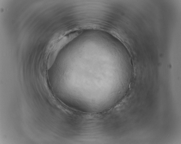 X0000076220241200610122057