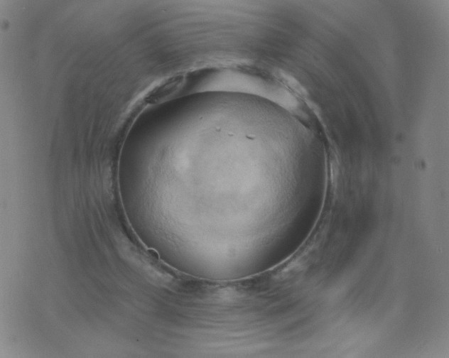 X0000076220249200610122057