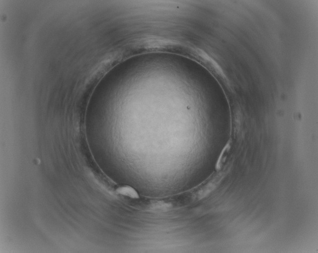 X0000076220257200610122057