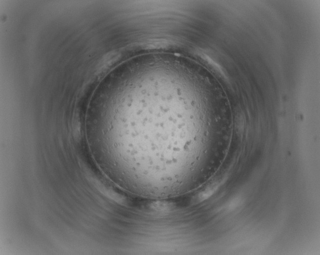 X0000076220261200610122057