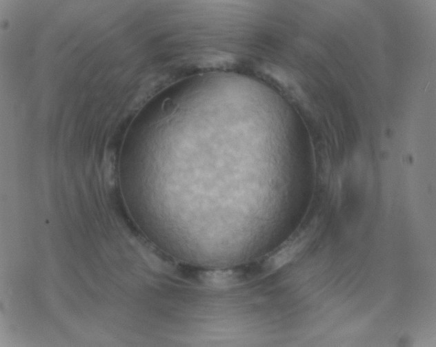 X0000076220273200610122057