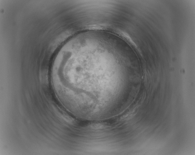 X0000076220299200610122057