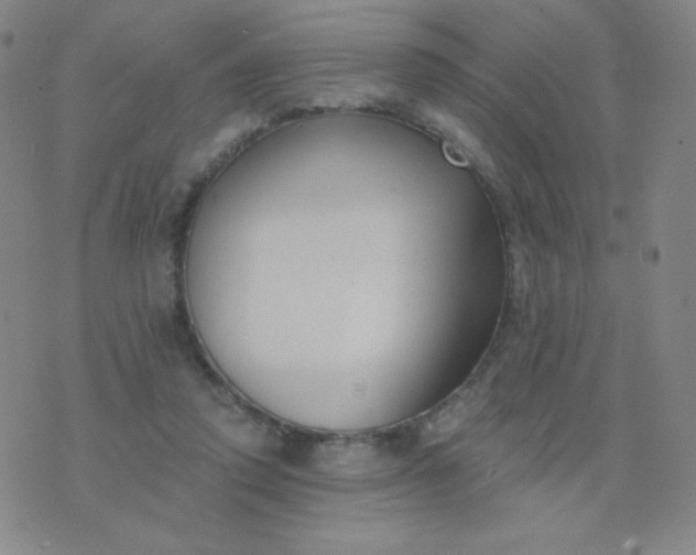 X0000076220354200610122055