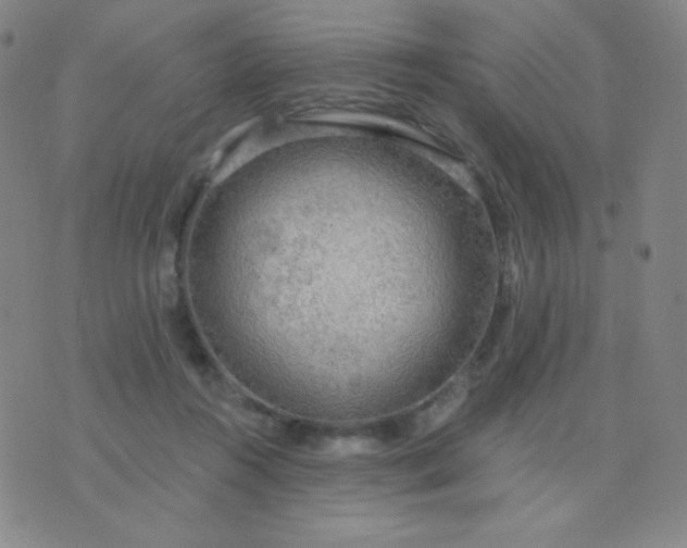 X0000076220360200610122056