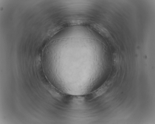 X0000076220369200610122056