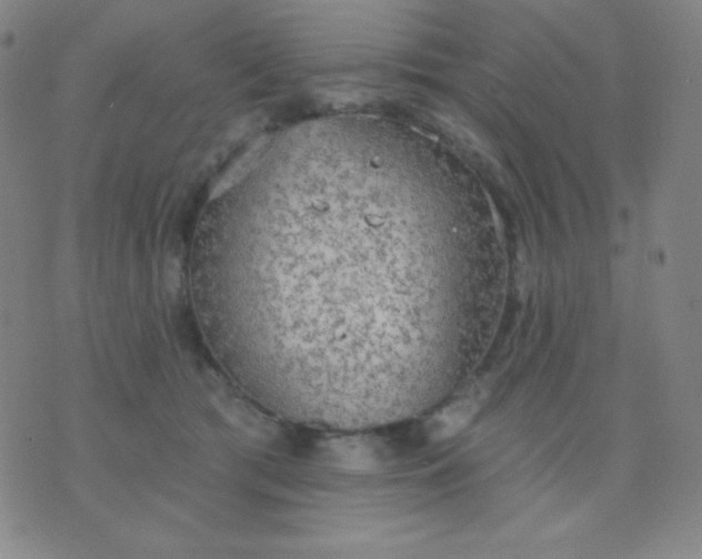 X0000076220417200610122055