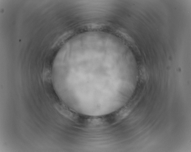 X0000076220419200610122055