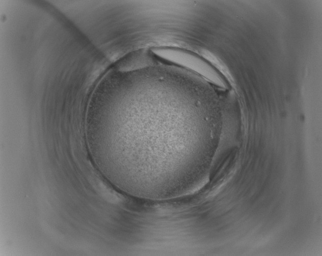 X0000076220481200610122054