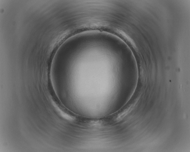 X0000076220493200610122053