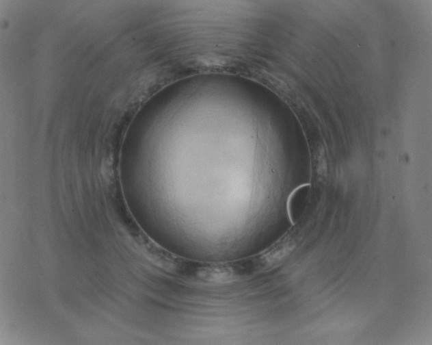 X0000076220559200610122053