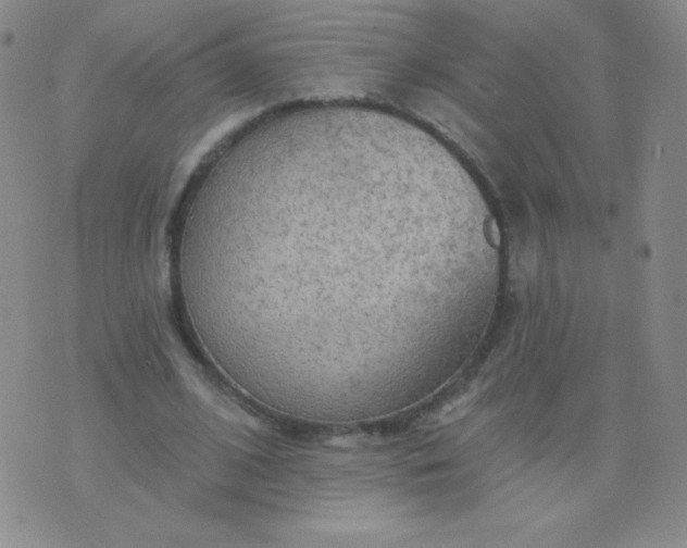 X0000076220584200610122052