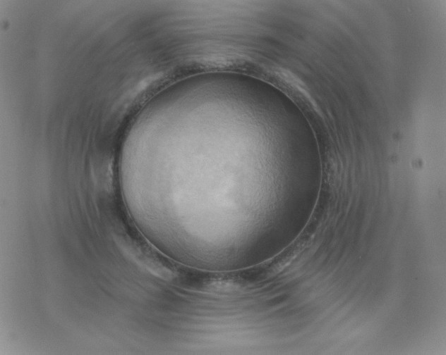 X0000076220596200610122052