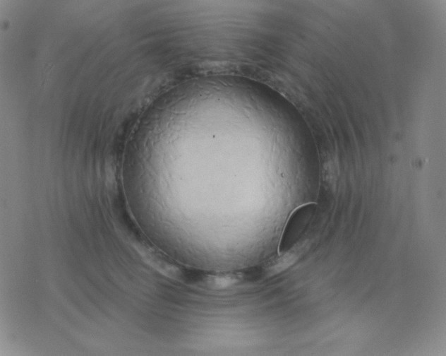 X0000076220662200610122051