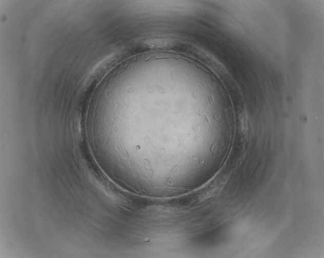 X0000076220733200610122049