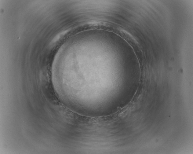 X0000076220776200610122049