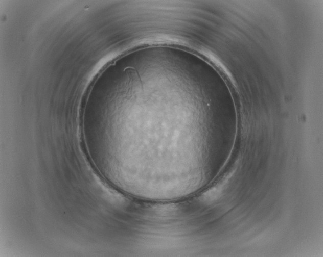 X0000076220845200610122048