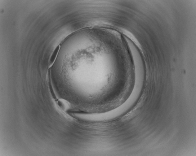 X0000076220946200610122046