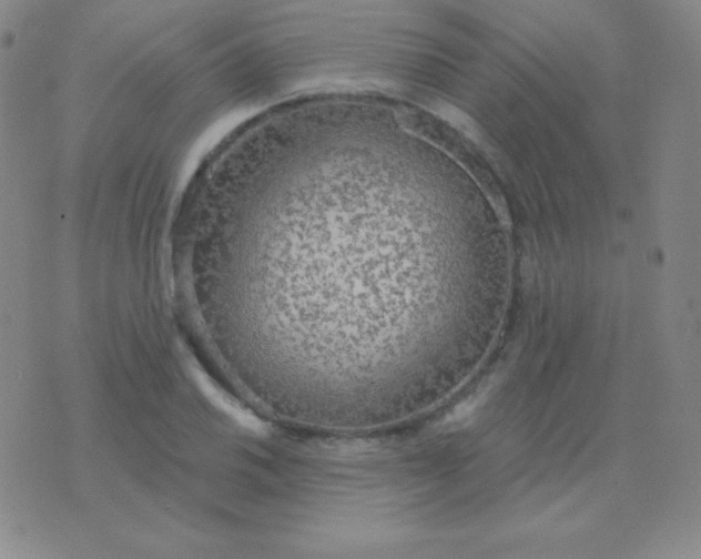 X0000076221030200610122045