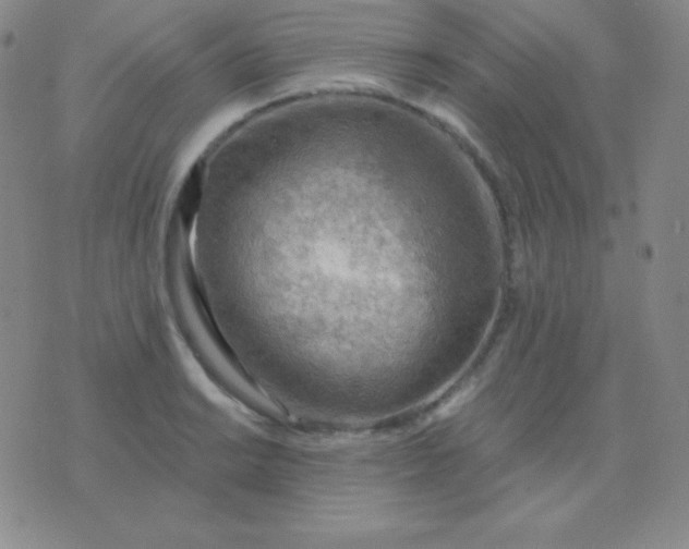 X0000076221038200610122045