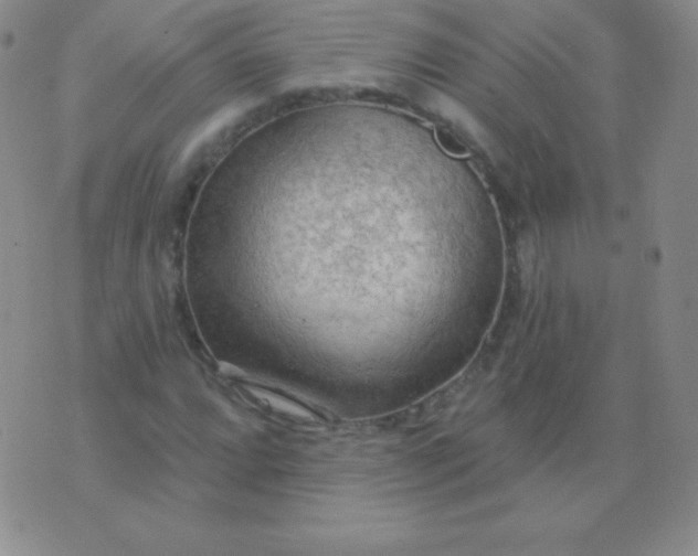 X0000076221064200610122044