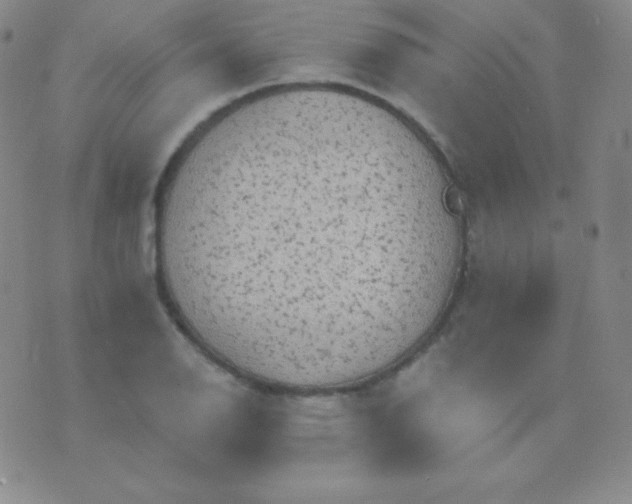 X0000076221126200610122043