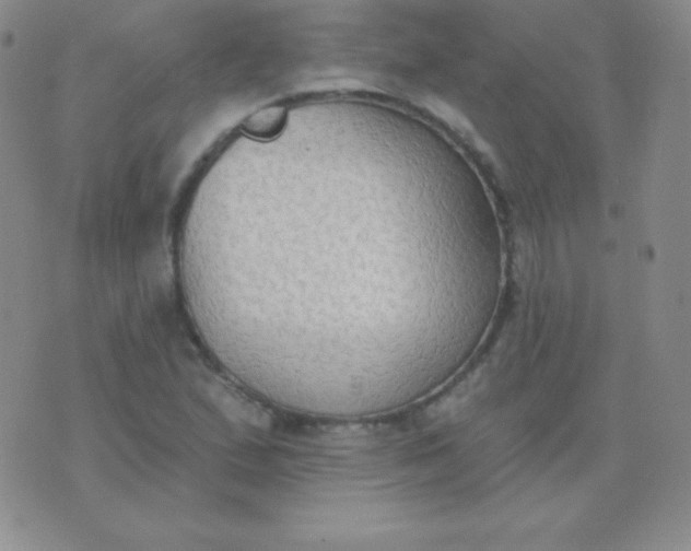 X0000076221167200610122042