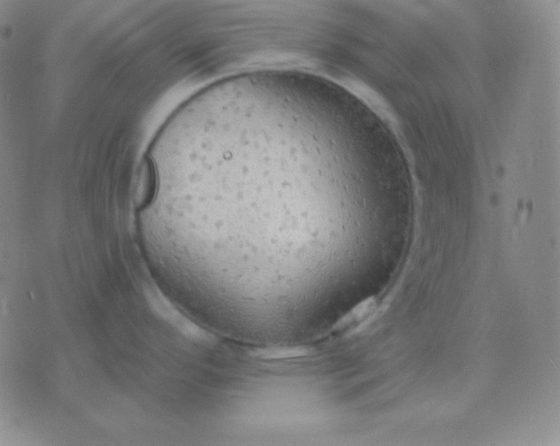 X0000076221296200610122040