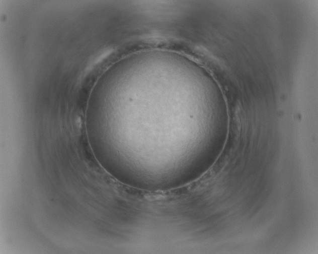 X0000076221302200610122040