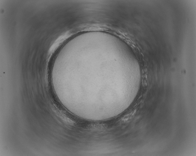 X0000076220296200610191540