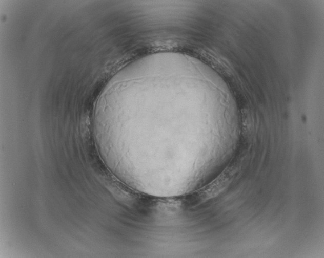 X0000076220369200610191539