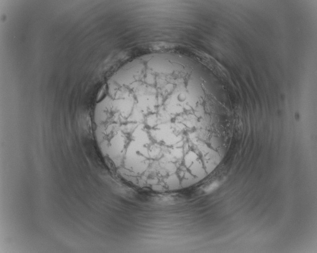 X0000076220523200610191536