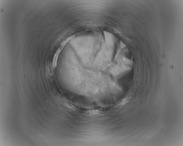 X0000076220528200610191536