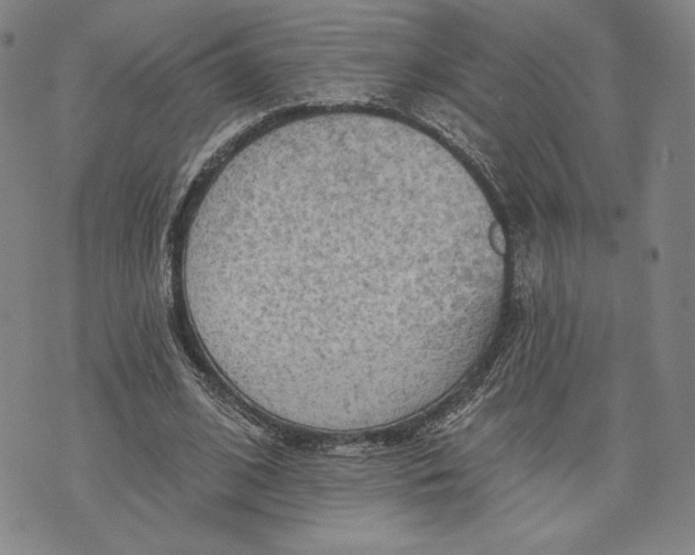 X0000076220584200610191535