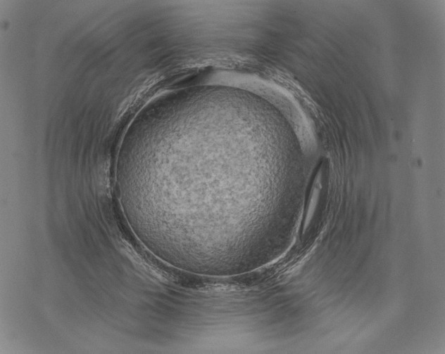 X0000076220585200610191535