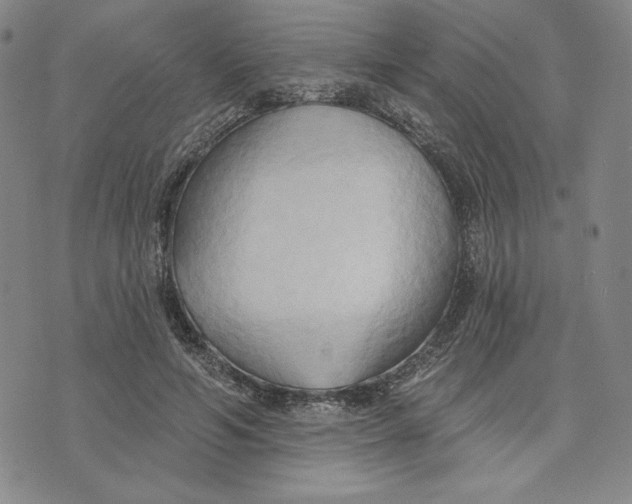 X0000076220594200610191535