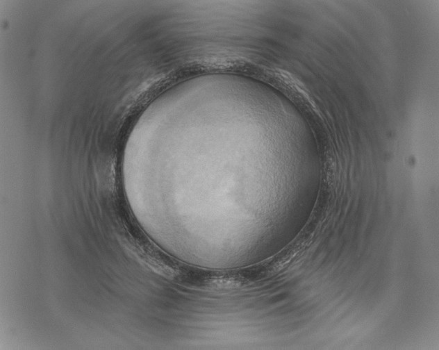 X0000076220596200610191535