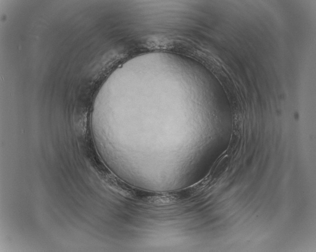 X0000076220652200610191534