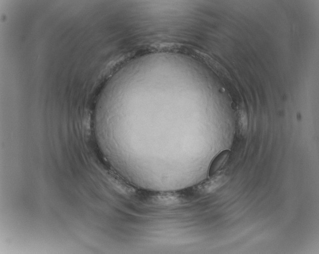 X0000076220668200610191534