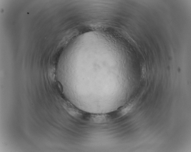 X0000076220671200610191534