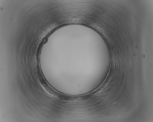 X0000076220674200610191533