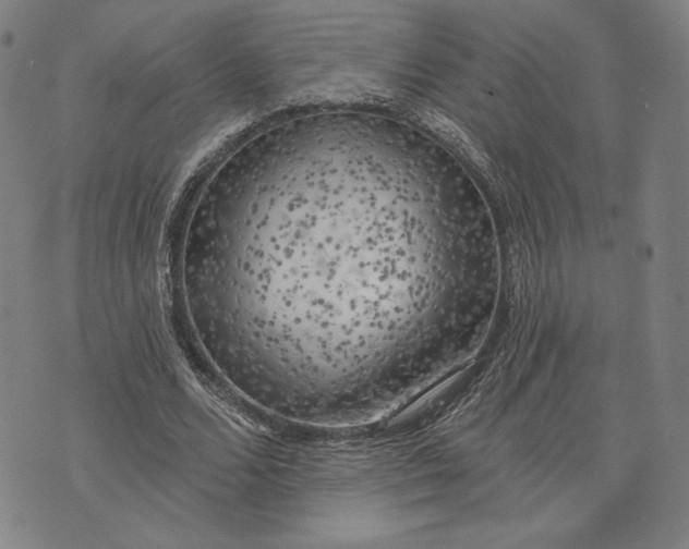 X0000076220680200610191533